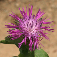 centaurea_pectinata3md (Centaurea pectinata)