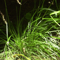 Deschampsia caespitosa (Canche gazonnante)