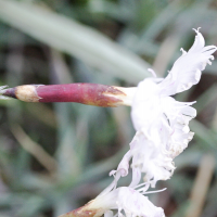 dianthus_serotinus2md (Dianthus serotinus)