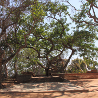 Ficus baroni (Figuier)