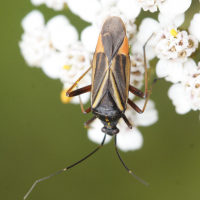 Hadrodemus m-flavum (Punaise)