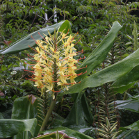 Hedychium gardnerianum (Hedychium, Longose, Kahili ginger)