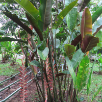 Heliconia danielsiana (Heliconia, Heliconie, Balisier)