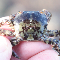Hemigrapsus sanguineus (Crabe)