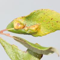 Iteomyia major (Iteomyia, Galle du saule)