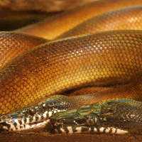 Leiopython albertisii (Python d'Alberts)