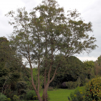 lyonothamnus_floribundus_aspleniifolius5bd