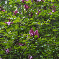 Magnolia liliiflora nigra (Magnolia à fleurs pourpres)