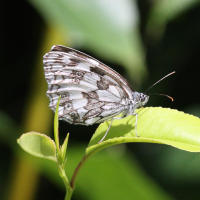 melanargia_galathea2bd