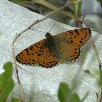 melitaea_didyma3md