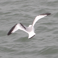 mouette_tridactyle_-_rissa_tridactyla3bd