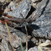 myrmeleotettix_maculatus1bbd