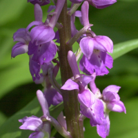 orchis_mascula4md