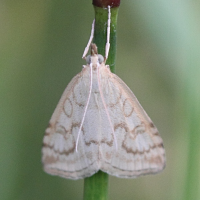 ostrinia_nubilalis3bd