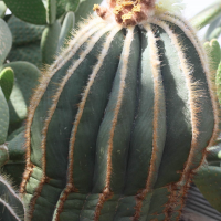 Parodia magnifica (Cactus)