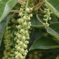 phytolacca_dioica1bd