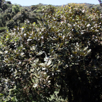 Quercus bumelioides (Chêne)