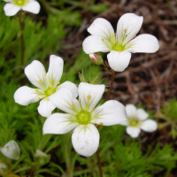 saxifraga_tenella2md