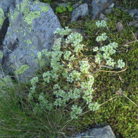 Scleranthus perennis (Gnavelle vivace)