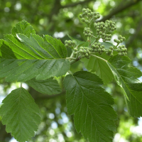 Sorbus x tomentella (Sorbier)