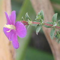 tibouchina_chamaecistus2md (Tibouchina chamaecistus)