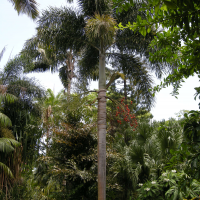 Wodyetia bifurcata (Palmier queue de renard)