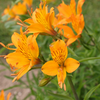 Alstroemeria_aurea (Alstroemeria aurea)