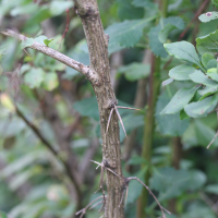 berberis_vulgaris4amd (Berberis vulgaris)