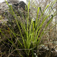 Bromelia plumieri (Karata)