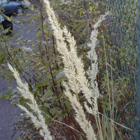 calamagrostis_epigeios2amd