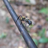 Camponotus sericeiventris (Fourmi charpentière dorée)