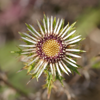 carlina_vulgaris3bd (Carlina vulgaris)