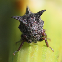 centrotus_cornutus5md (Centrotus cornutus)