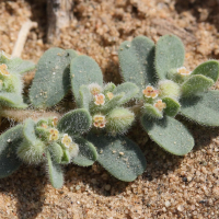 chamaesyce_granulata2md (Euphorbia granulata)