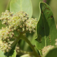 conocarpus_erectus3md (Conocarpus erectus)