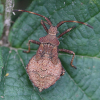 coreus_marginatus_juv4bd (Coreus marginatus)