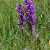 dactylorhiza_majalis2bd (Dactylorhiza majalis)