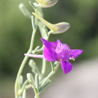 Delphinium_arenaria (Delphinium (= Consolida) arenaria)