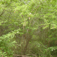 Dichrostachys cinerea (Mimosa clochette, Acacia de St Domingue)