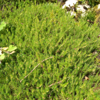 Erica carnea (Bruyère des neiges)
