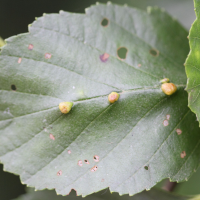 eriophyes_inangulis_galle4md (Eriophyes inangulis)