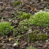 Grimmia pulvinata (Grimmia en coussin)