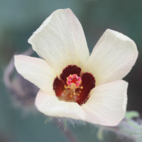 hibiscus_physaloides5md
