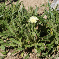 hieracium_intybaceum3md