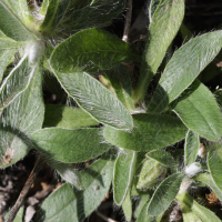 hieracium_pilosella6bd