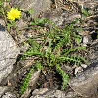 hyoseris_radiata4md