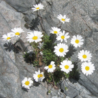 Leucanthemopsis_alpina