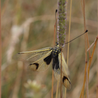 libelloides_longicornis5bd