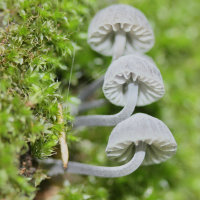 Mycena amicta (Mycène iris)