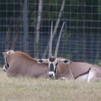 Oryx beisa (Oryx beïsa, Oryx d'Afrique de l'Est)